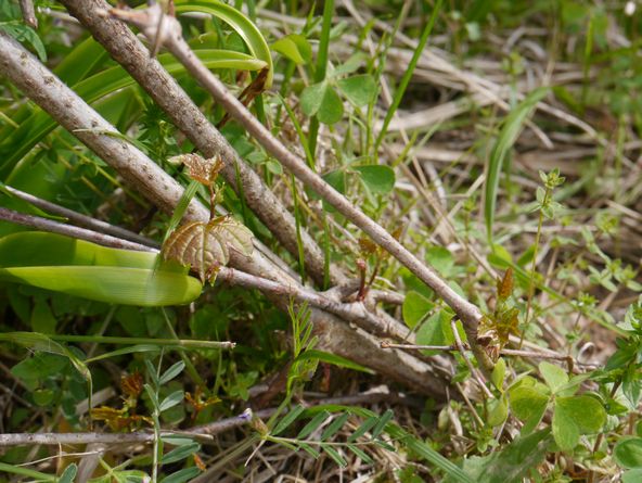 野ぶどう ウマブドウ 栽培と繁殖